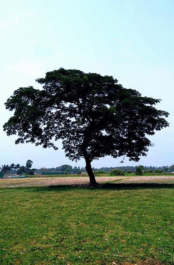tree