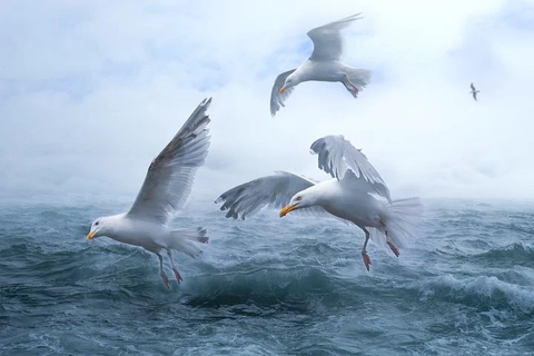 sfondi bird, sky