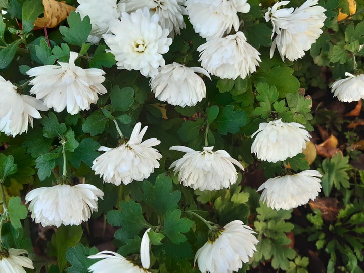 flowers