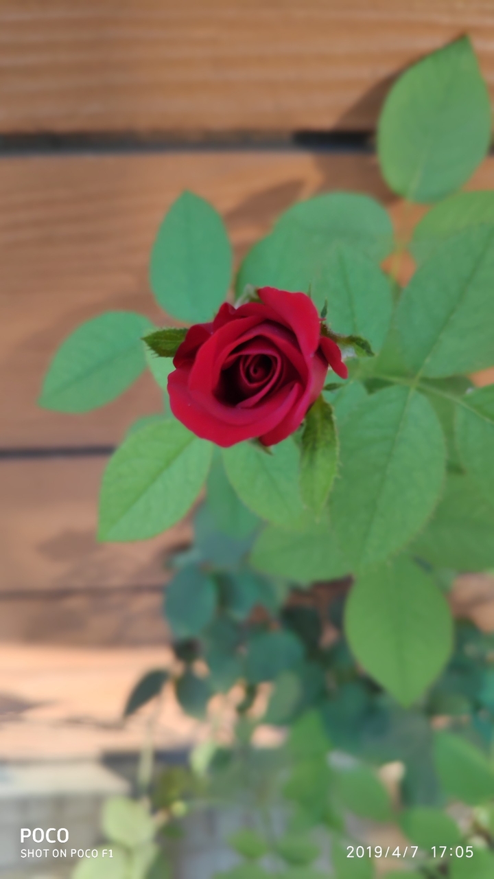 rose
