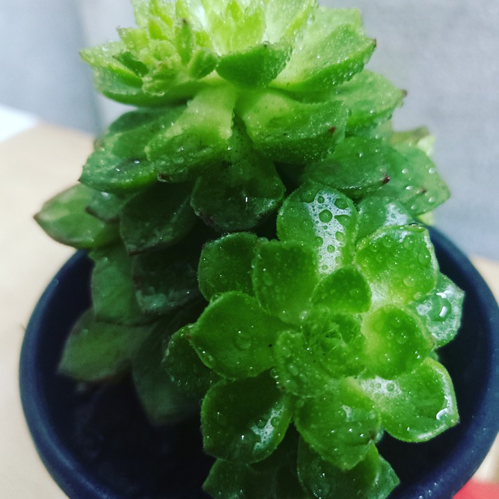succulent