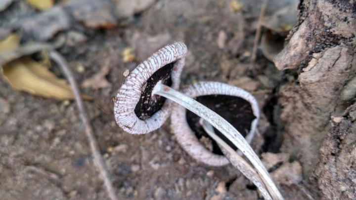 Mushroom