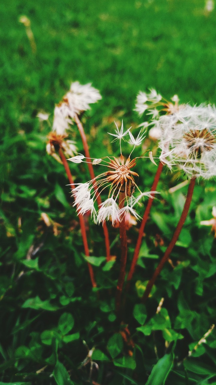 dandelion