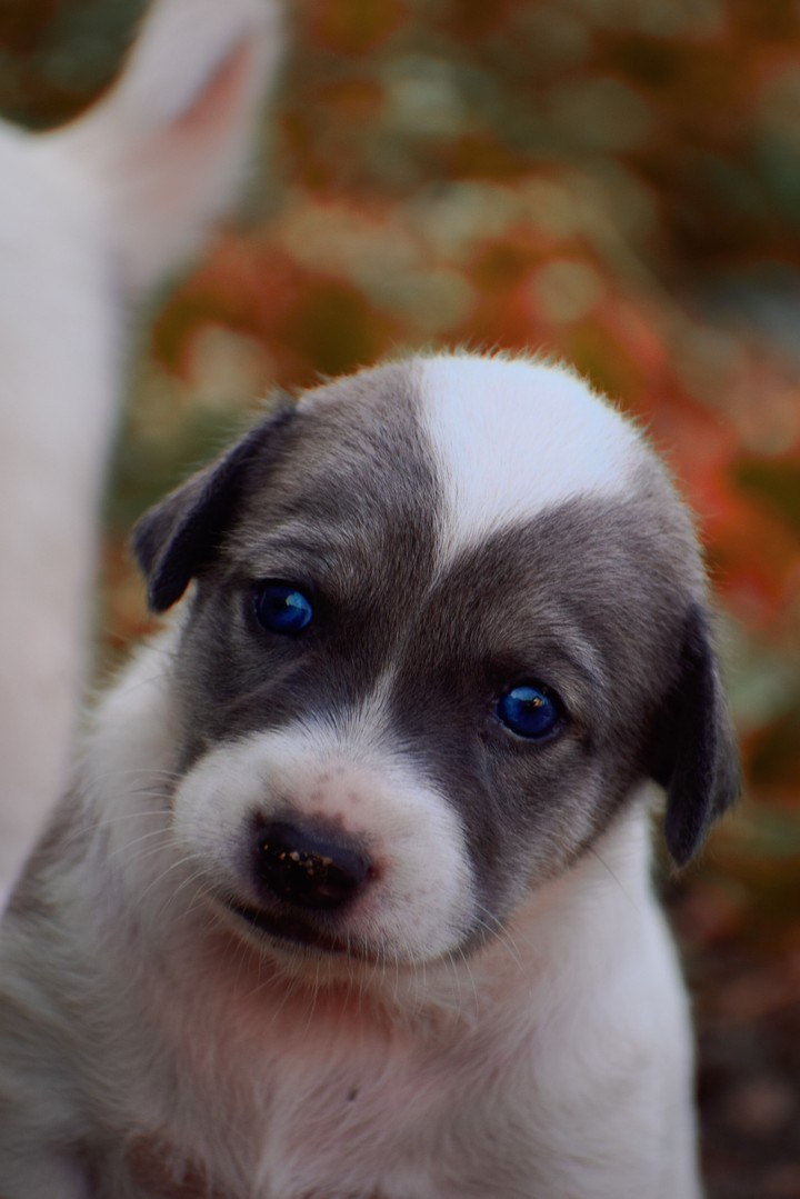 the puppy
