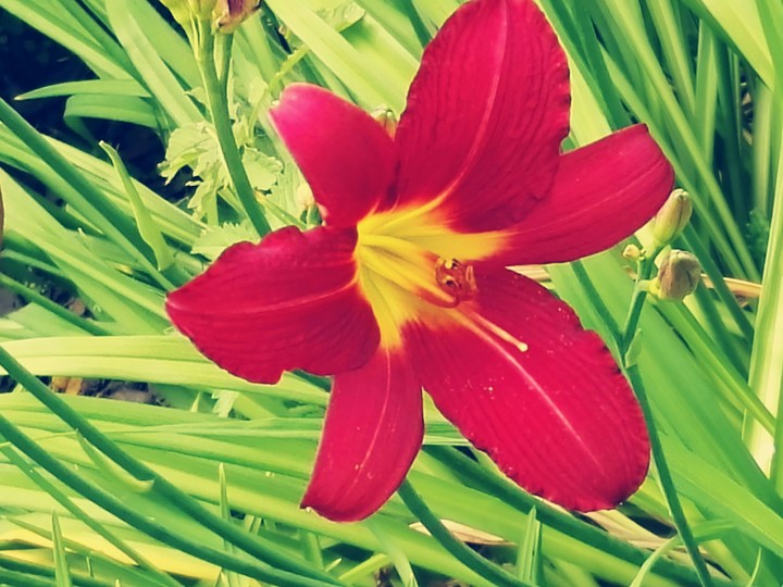 I love Flowers