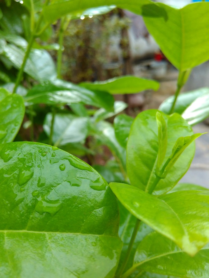 leaf