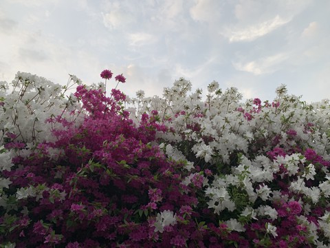 sky, 樹木桌布