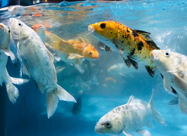 Fishs