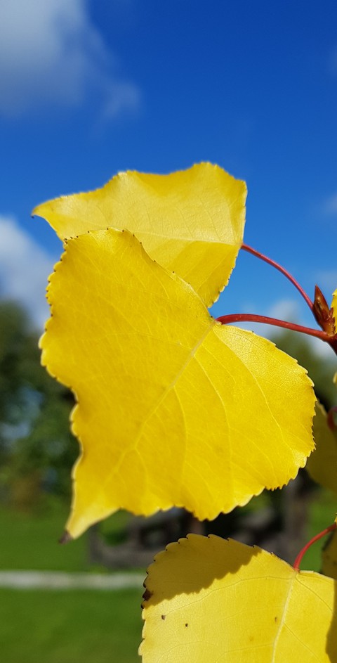 Golden leaves