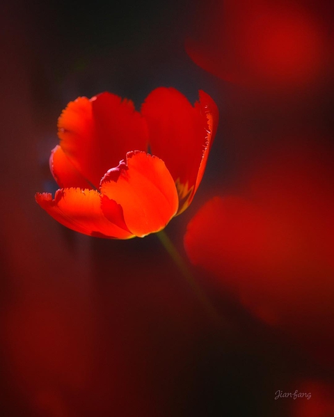 Red Roar