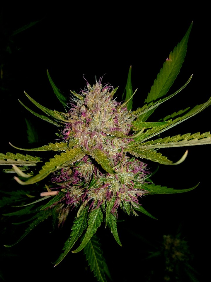 Raspberry Beret