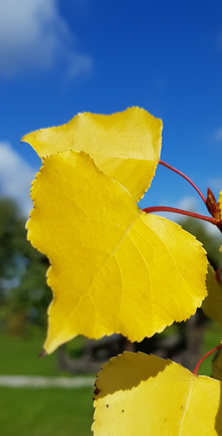 Golden leaves