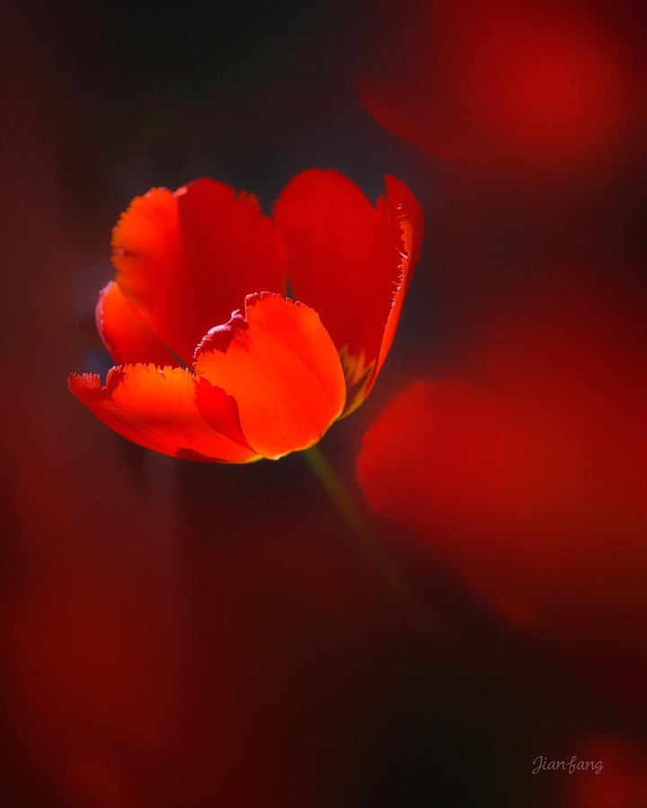 Red Roar