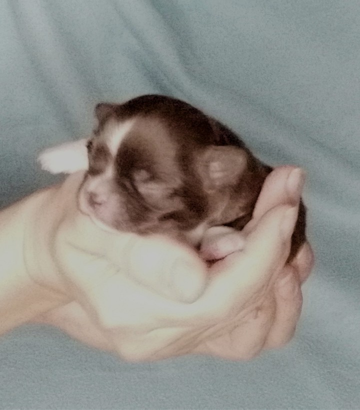 small miracle