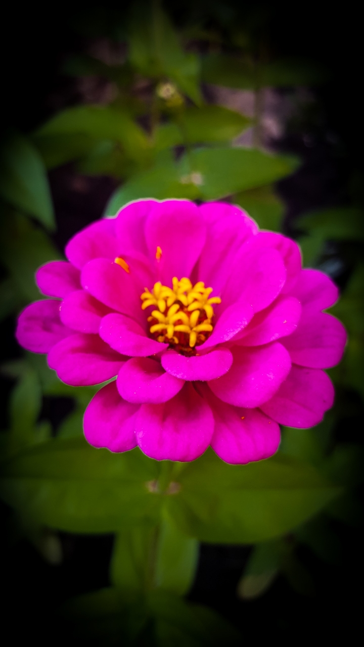 Floret