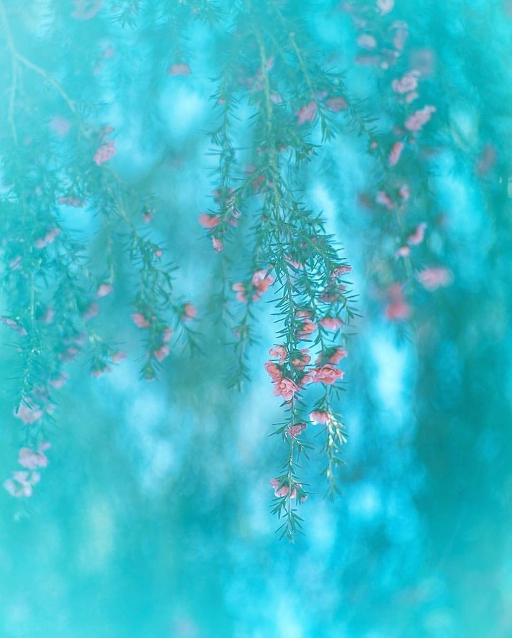 Taxus