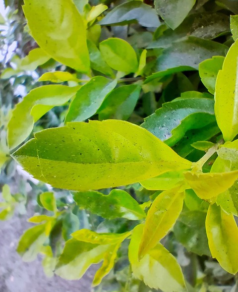 Green leaves