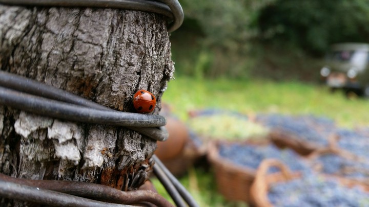 ladybug