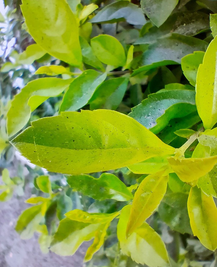 Green leaves