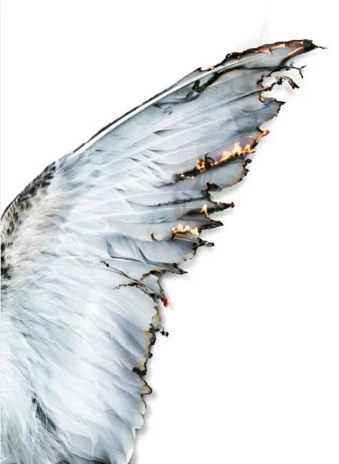 wing