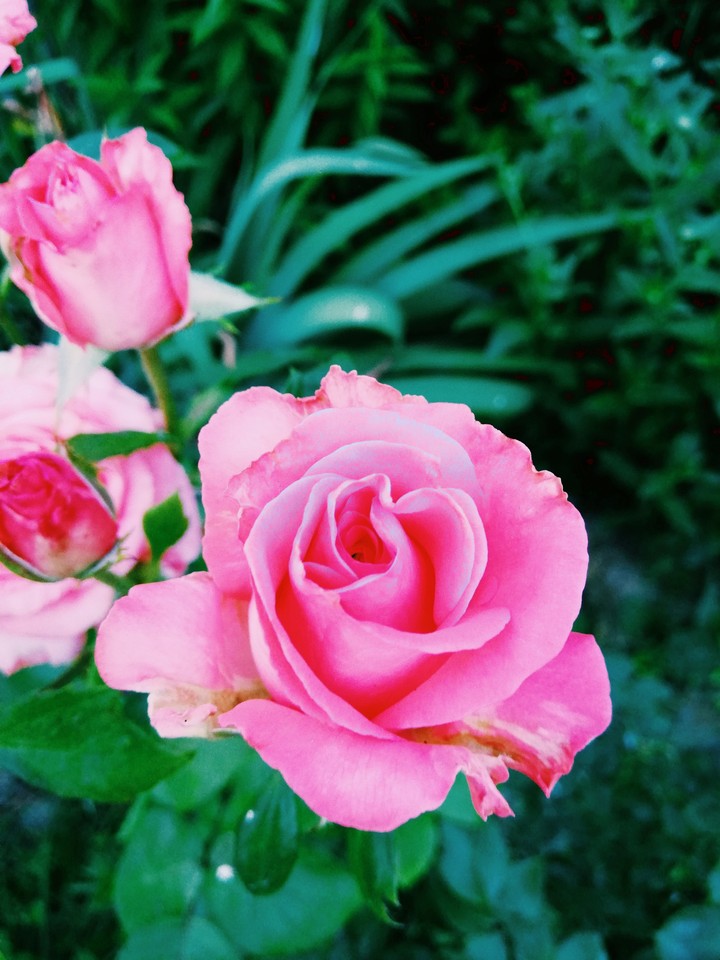 Lovely rose