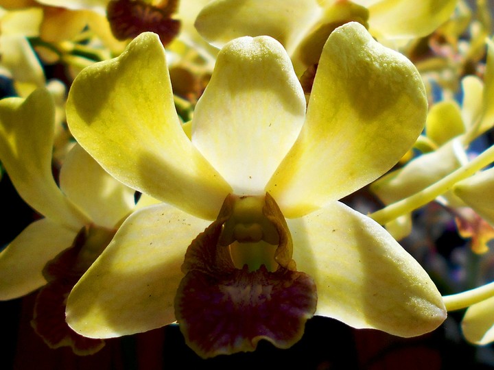 orchid