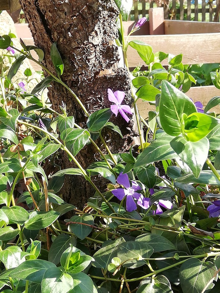 kwiaty #flowers