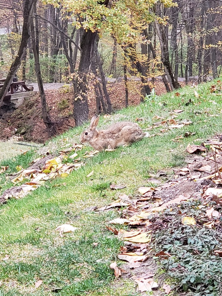 Парк