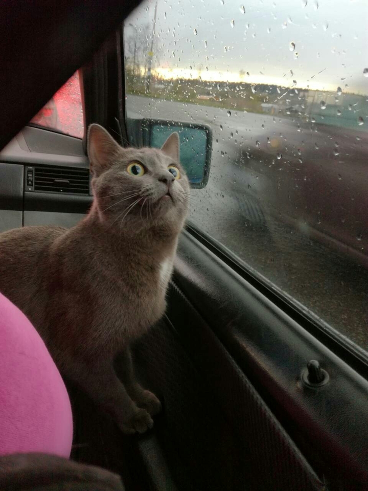 cat