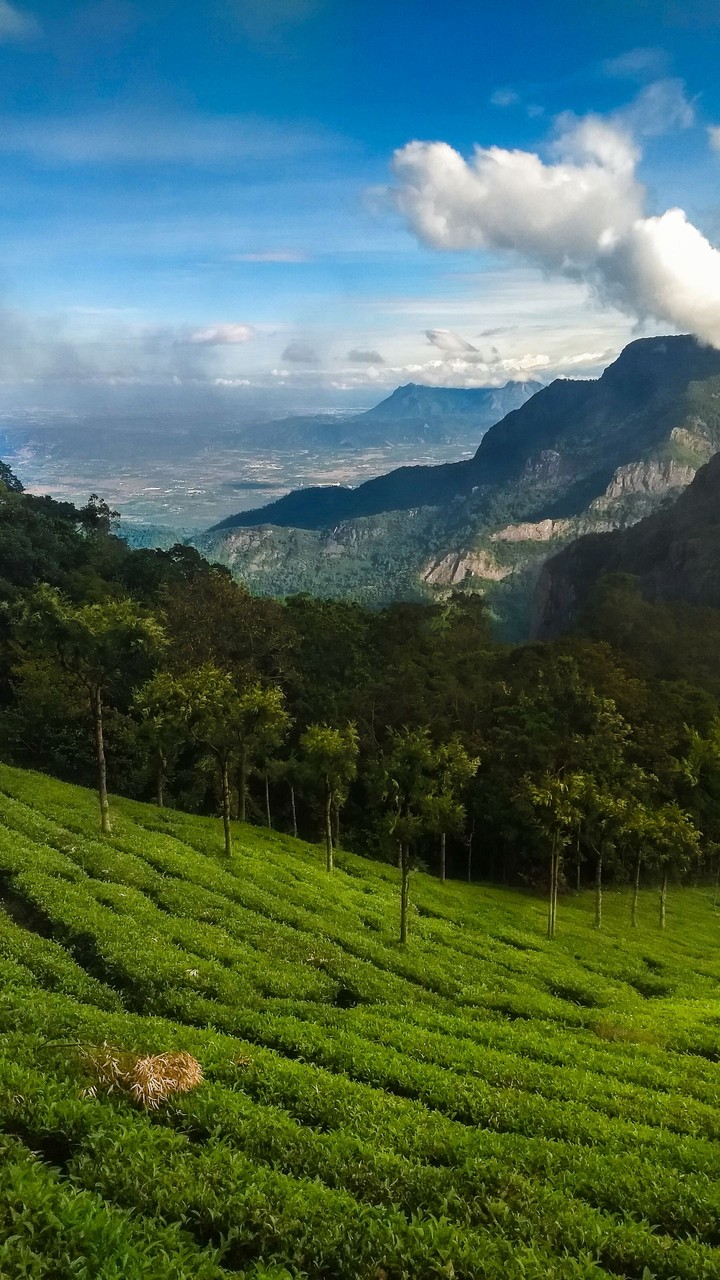 hills in coonoor