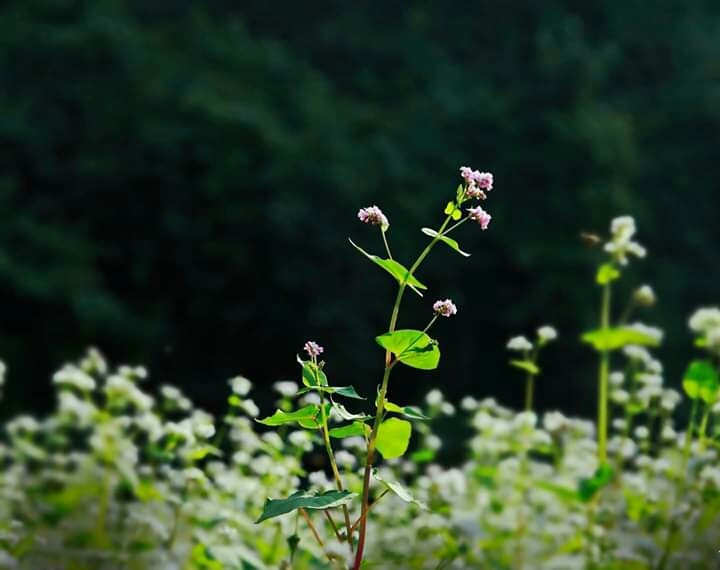 Wildflowers