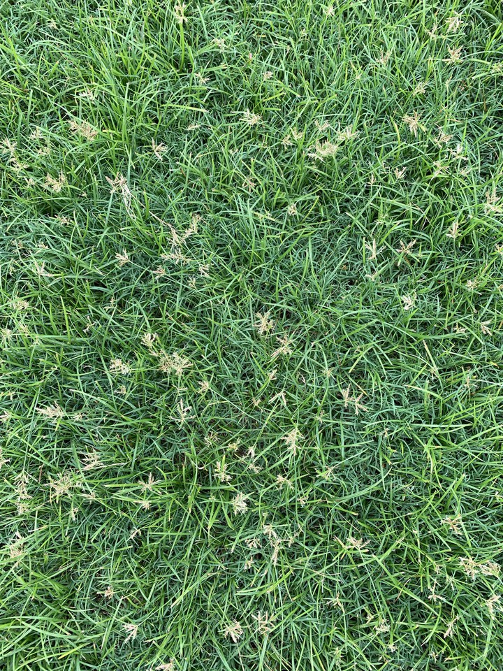 Such pleasantness in grass!