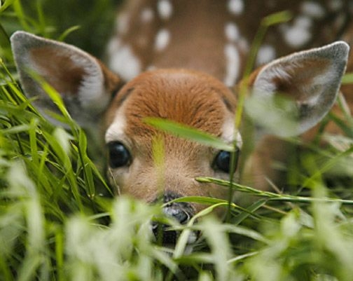 peek-a-boo!