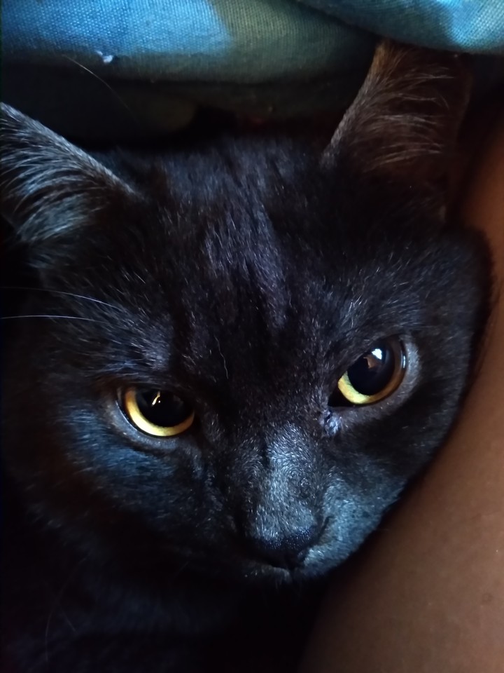 котик
