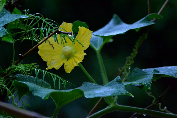 yellow flowers
