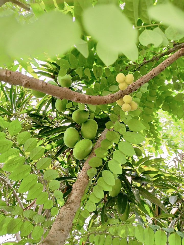 fruit