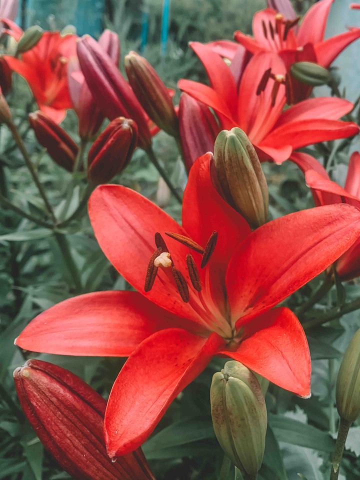 flowers
