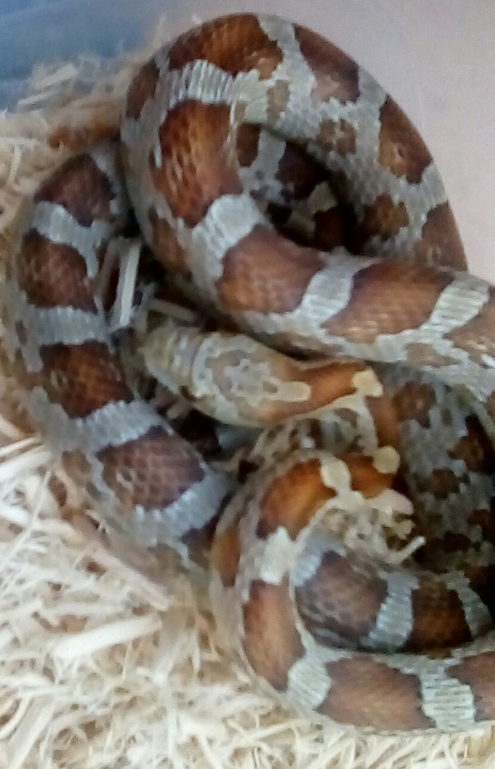 snake
