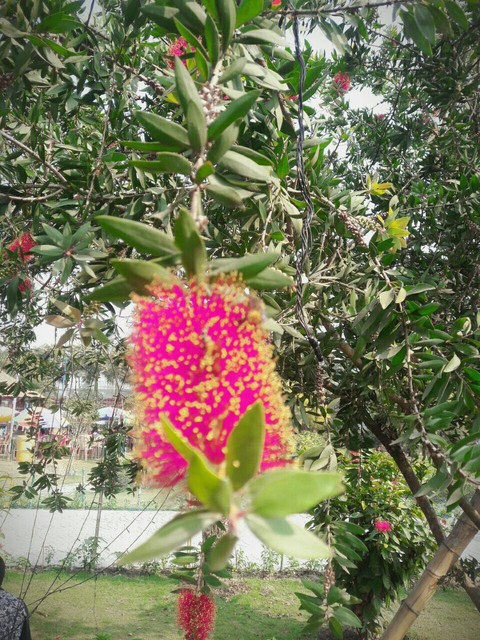 sfondi flora, vegetation
