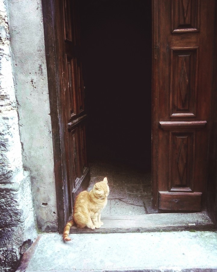 cat
