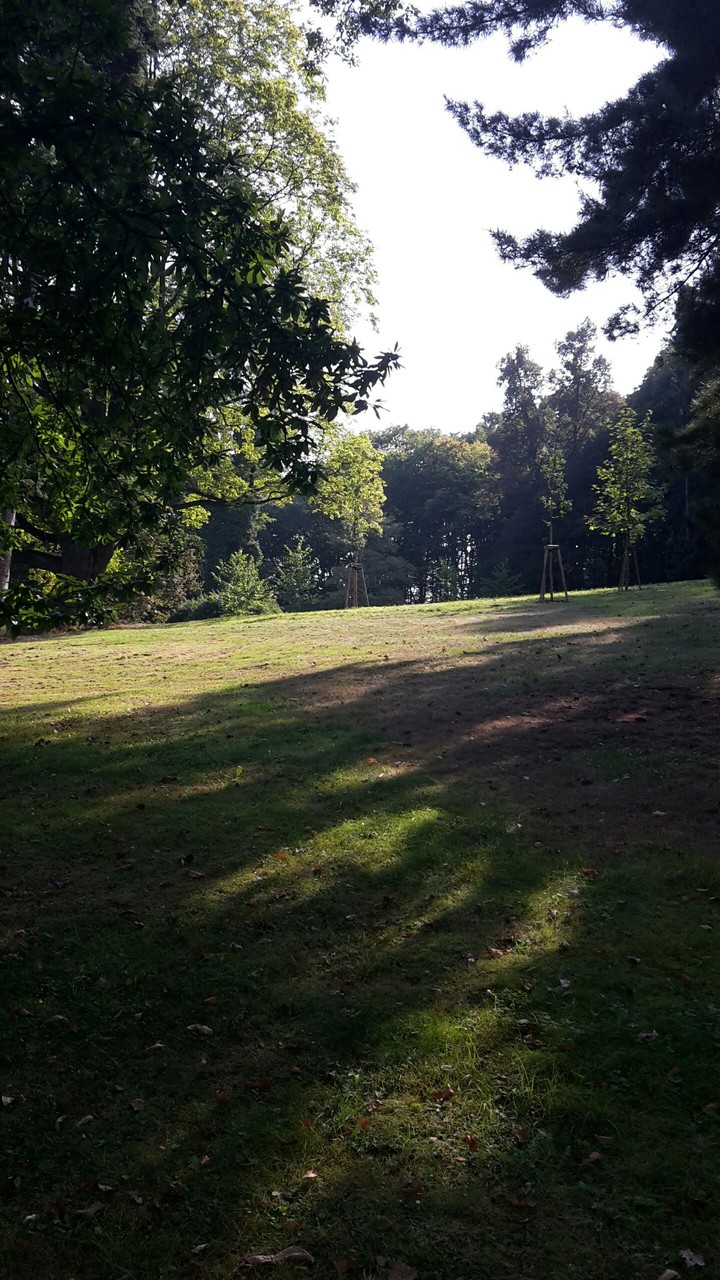 grass