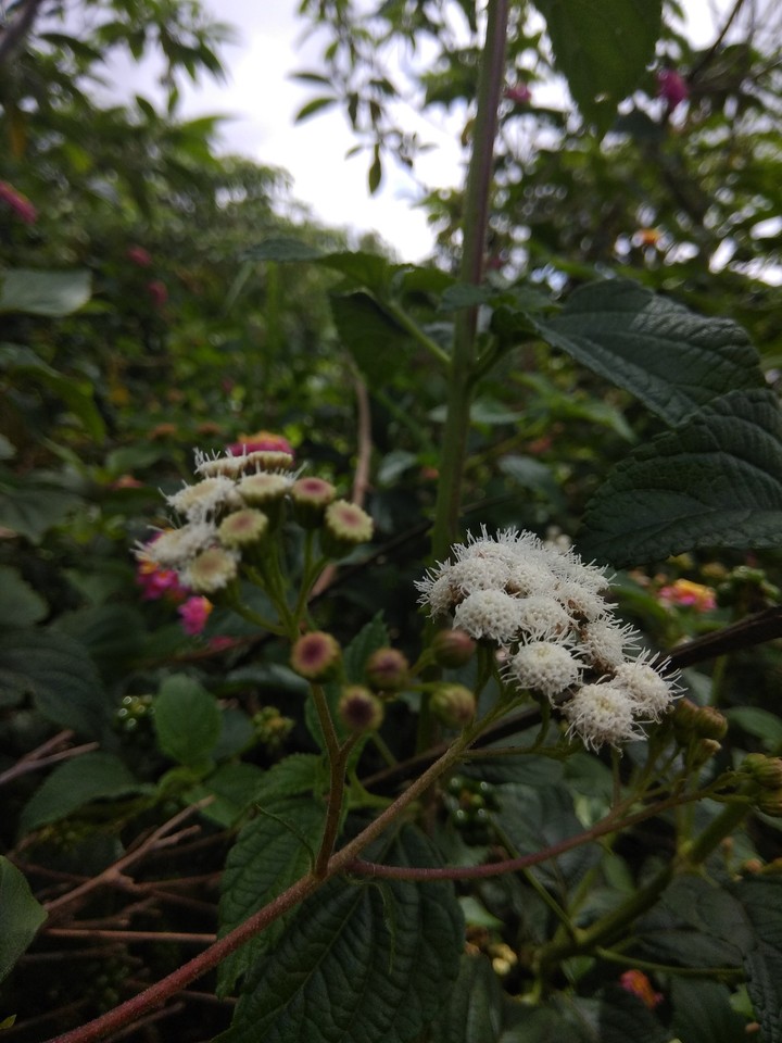 flower patterns