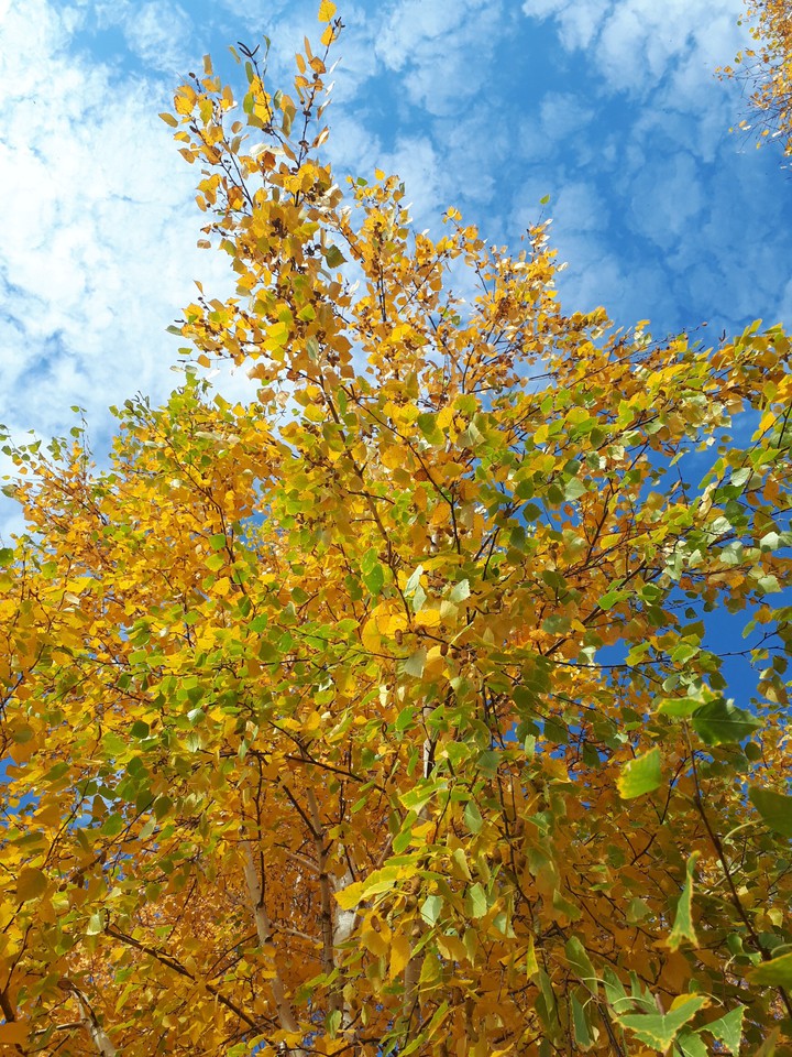 autumn