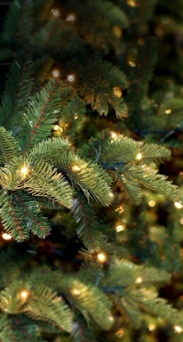 Christmas lights