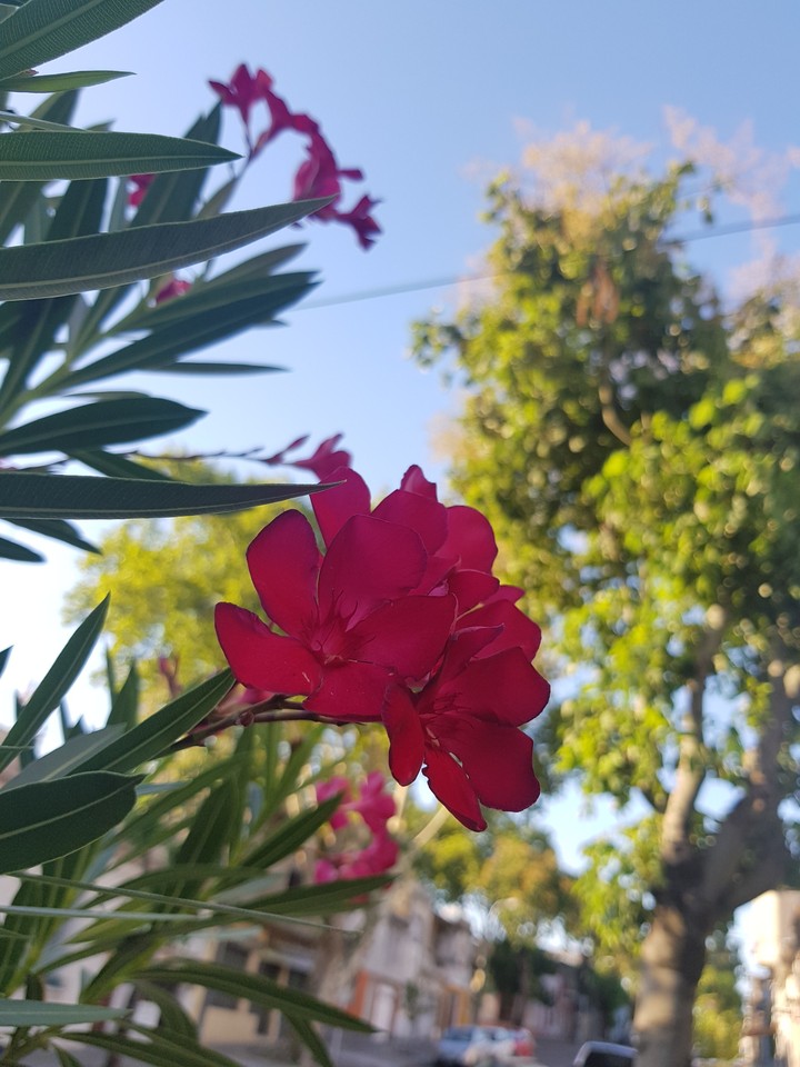 flor mágica
