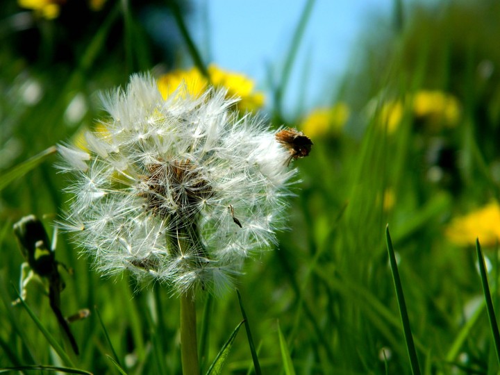 Make a Wish...