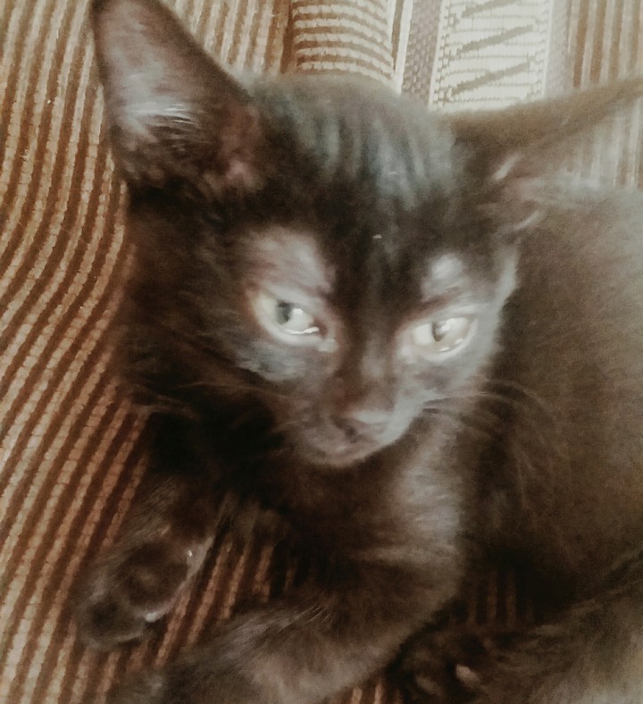 Котенок