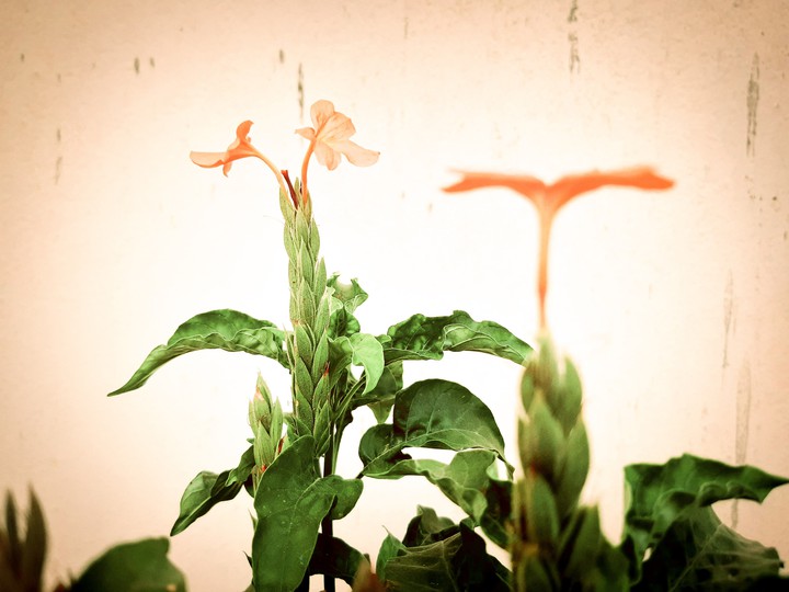 mobile capture with lightroom edit