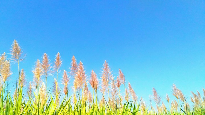 Mobile Click