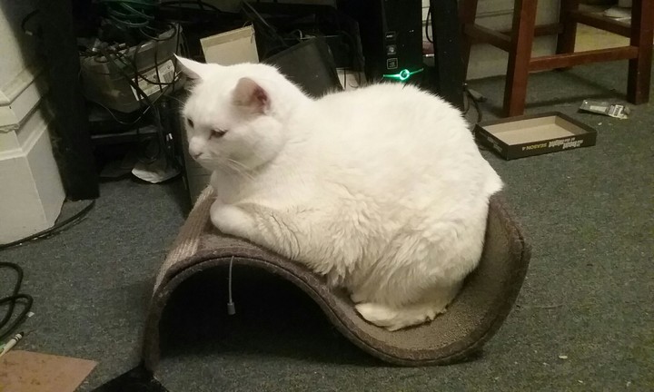 cat
